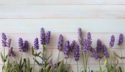 ラベンダーが!!