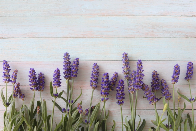 ラベンダー
